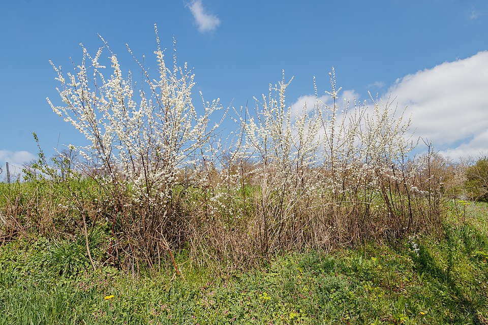 Prunus kurdica — photo