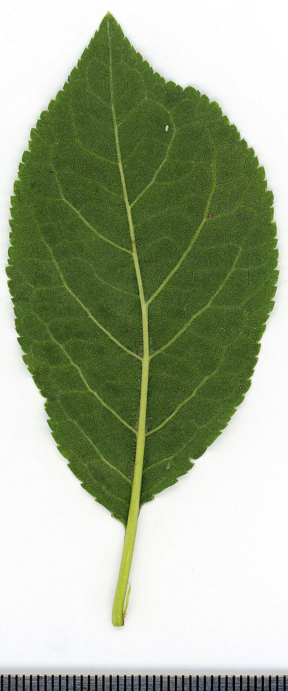 Prunus kurdica — photo