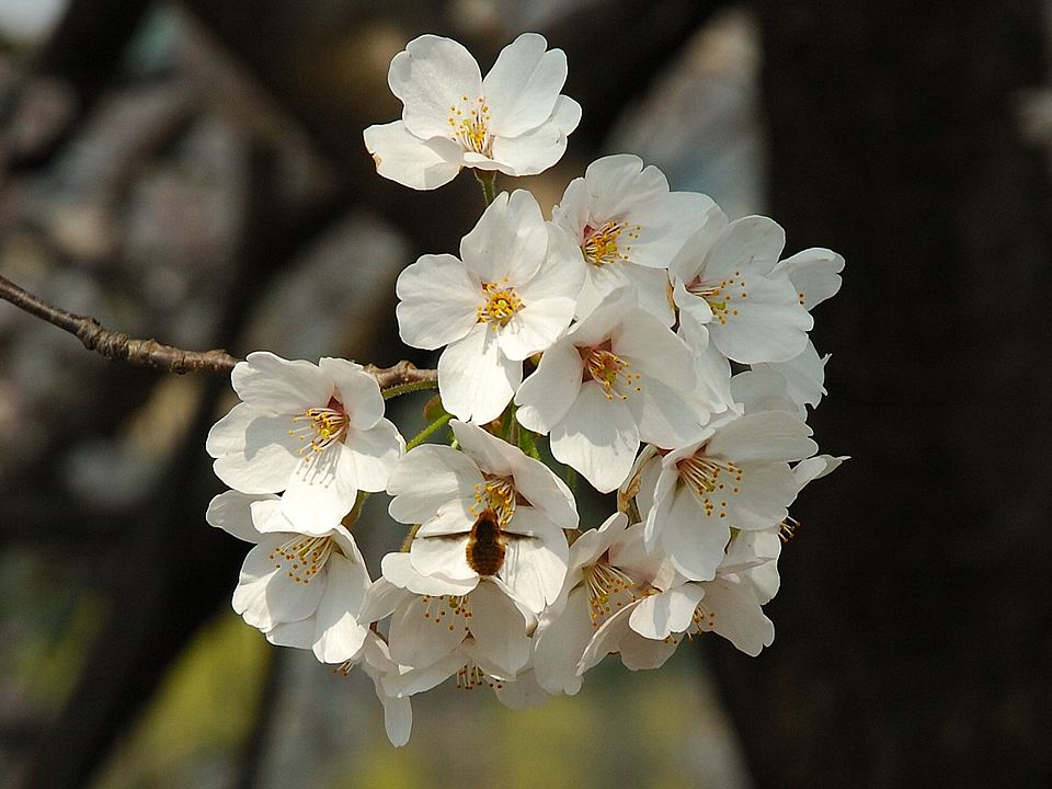 Prunus lannesiana
