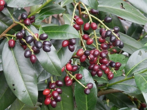 Prunus laurocerasus (Cherry laurel) — photo