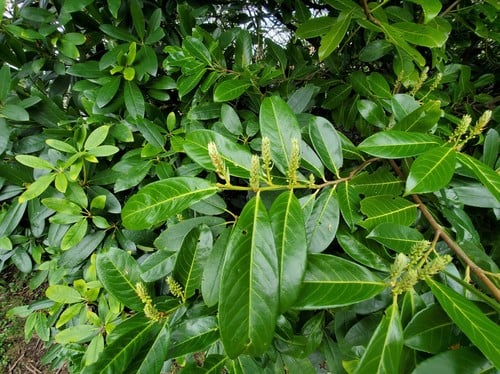 Prunus laurocerasus (Cherry laurel) — photo