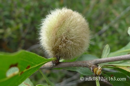 Prunus ledebouriana — photo