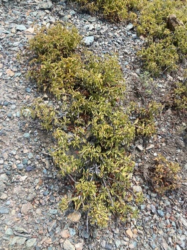 Prunus ledebouriana — photo