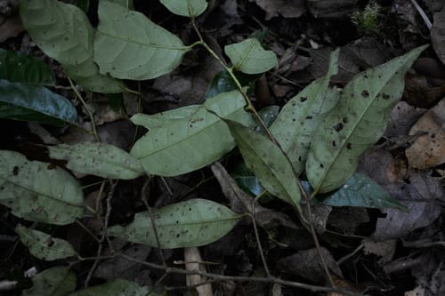 Prunus lundelliana — photo