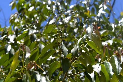 Prunus lundelliana
