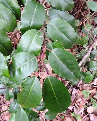 Prunus lusitanica (Portugal laurel) — photo