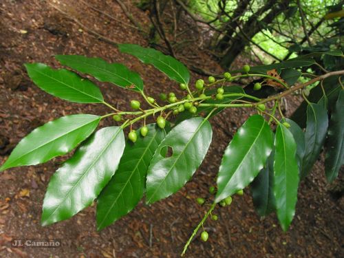 Prunus lusitanica (Portugal laurel) — photo
