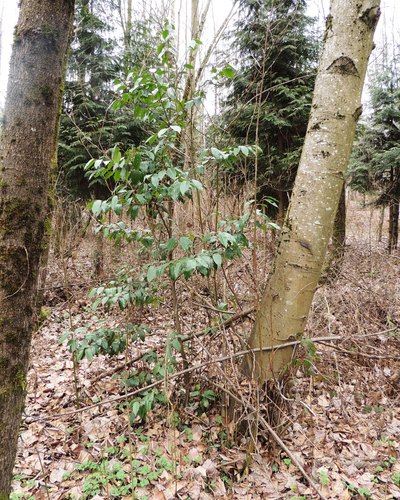 Prunus lusitanica
