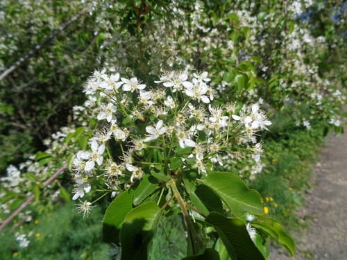 Prunus mahaleb (Mahaleb cherry) — photo