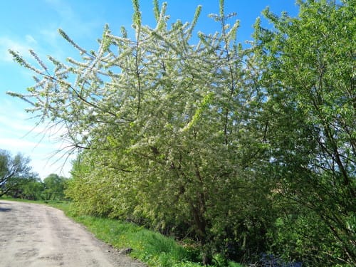 Prunus mahaleb (Mahaleb cherry) — photo