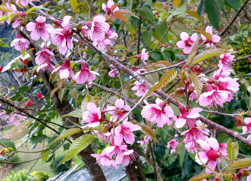 Prunus majestica