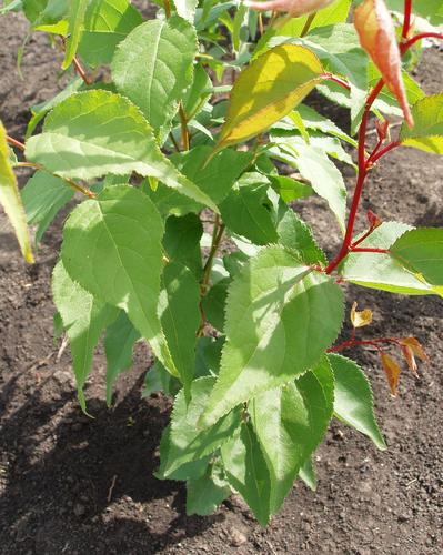 Prunus mandshurica (Manchurian apricot) — photo