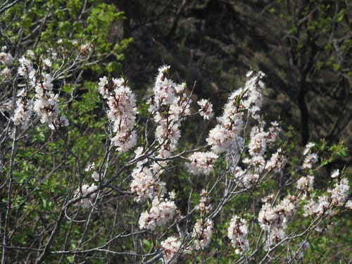 Prunus mandshurica (Manchurian apricot) — photo