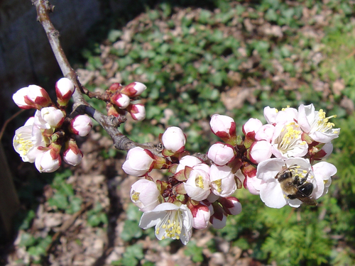 Prunus mandshurica