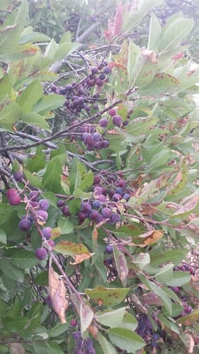 Prunus maritima (Beach plum) — photo