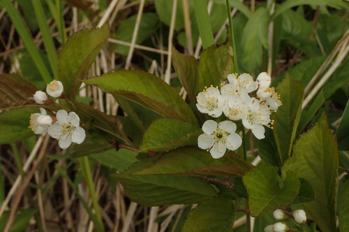 Prunus maximowiczii (Miyama cherry) — photo