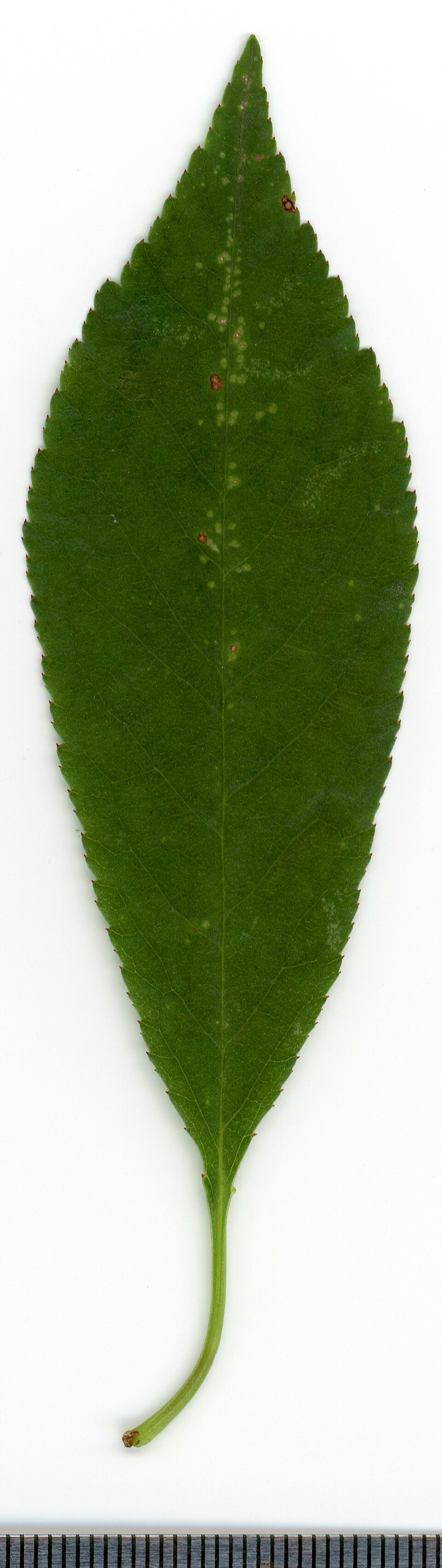 Prunus media — photo