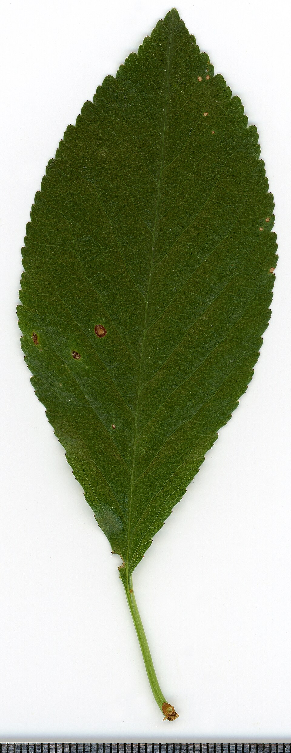 Prunus media