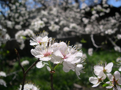 Prunus mexicana (Mexican Plum) — photo