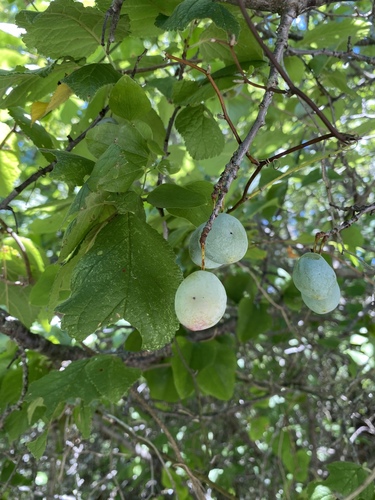 Prunus mexicana (Mexican Plum) — photo