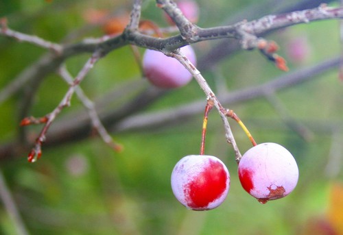 Prunus mexicana