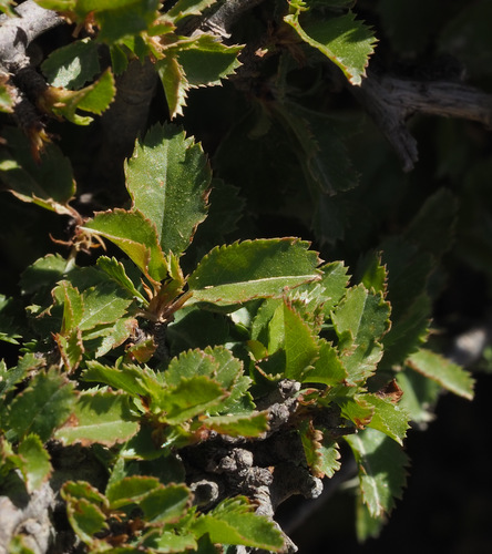 Prunus microcarpa — photo