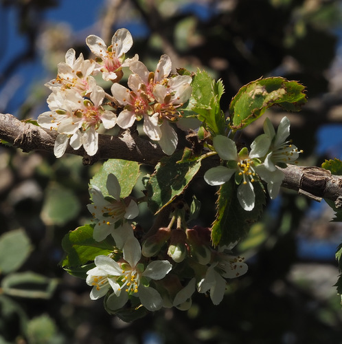 Prunus microcarpa — photo
