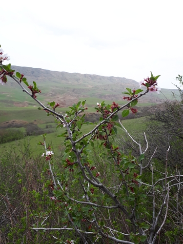 Prunus microcarpa