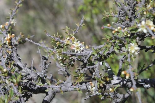 Prunus microphylla