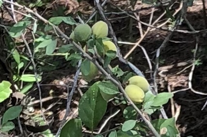 Prunus minutiflora (Texas almond) — photo