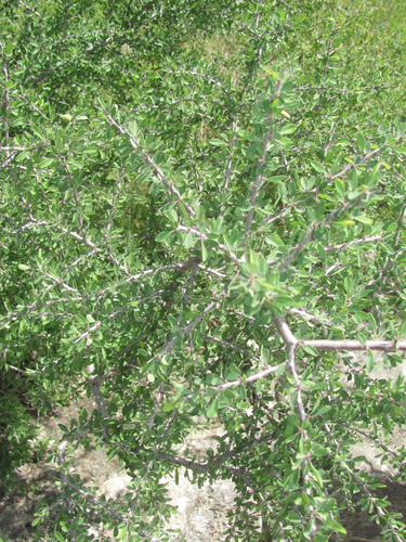 Prunus minutiflora (Texas almond) — photo
