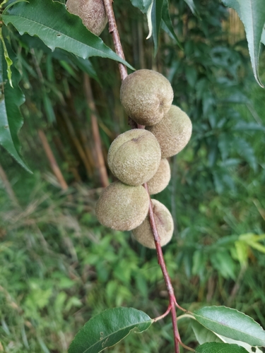 Prunus mira (Smoothpit peach) — photo