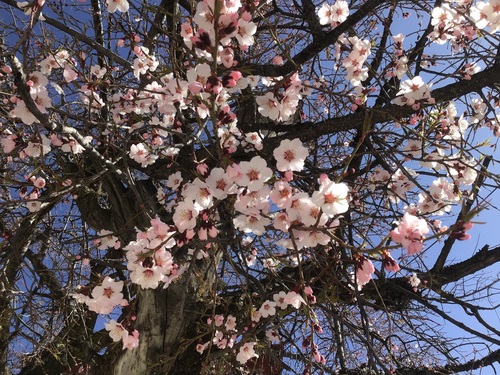 Prunus mira (Smoothpit peach) — photo