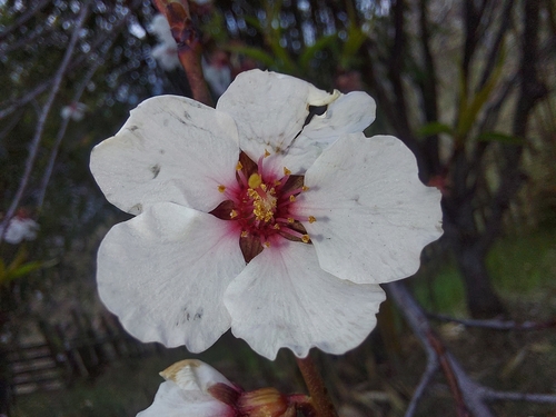 Prunus mira
