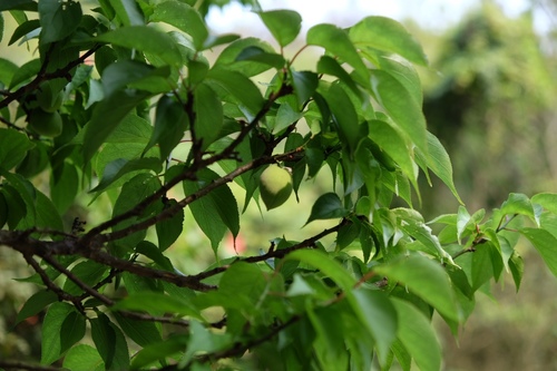 Prunus mume (Ume) — photo