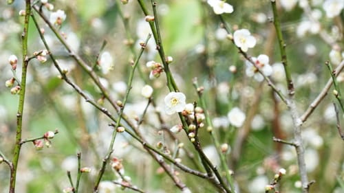 Prunus mume (Ume) — photo