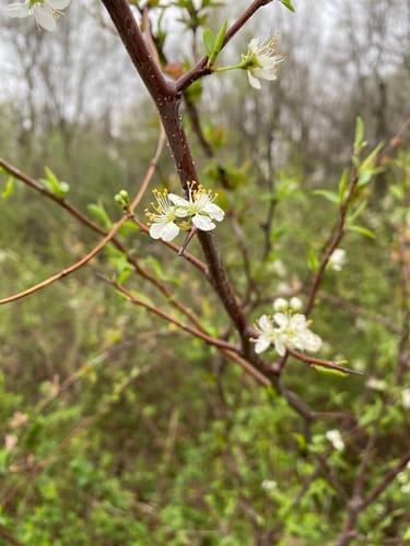 Prunus munsoniana (Wild goose plum) — photo