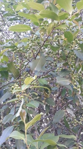 Prunus myrtifolia (Myrtle cherry) — photo