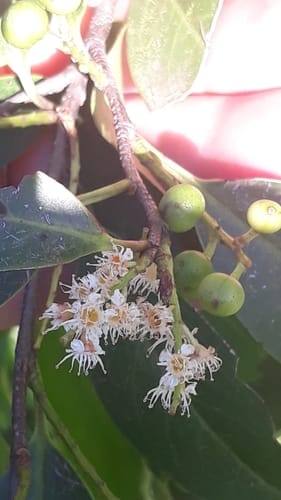 Prunus myrtifolia (Myrtle cherry) — photo