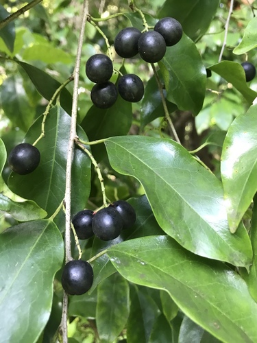 Prunus myrtifolia