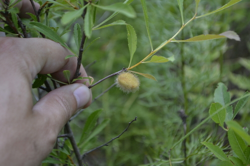 Prunus nana (Dwarf almond) — photo