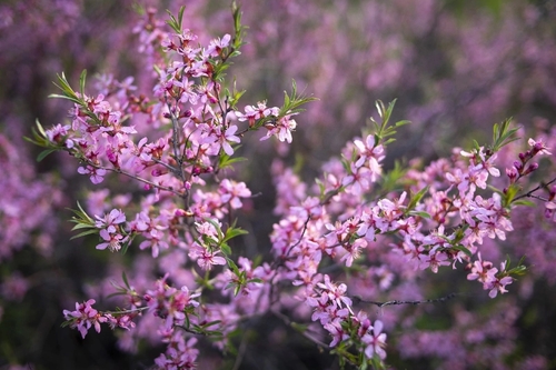 Prunus nana