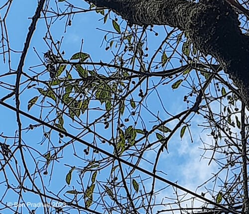 Prunus napaulensis — photo