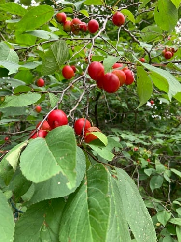 Prunus nigra (Canada plum) — photo