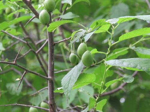 Prunus nigra (Canada plum) — photo