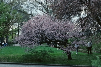 Prunus nipponica (Japanese alpine cherry) — photo