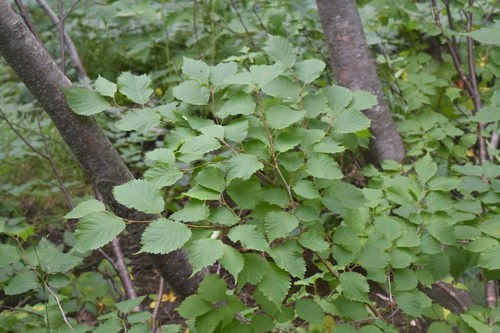 Prunus nipponica (Japanese alpine cherry) — photo