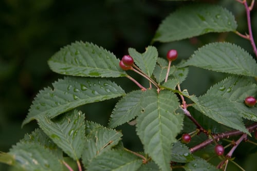 Prunus nipponica
