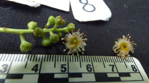 Prunus occidentalis (West Indian laurelcherry) — photo