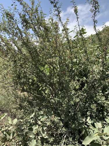 Prunus orientalis (Aci badem) — photo